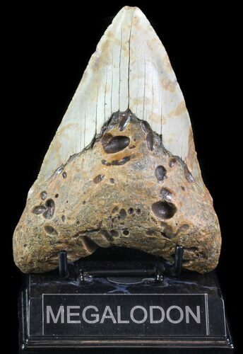 Bargain, Megalodon Tooth - North Carolina #67338
